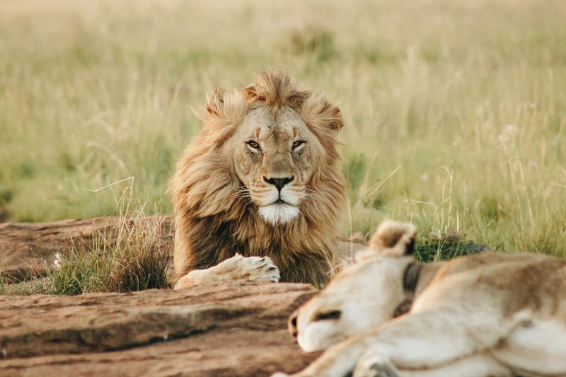 Male lion resting on a rock in the African savannah